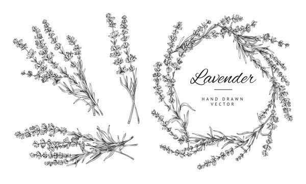 Hand drawn lavender bunches and wreath, outline sketch vector illustration isolated on white background.