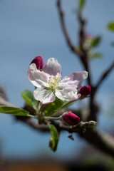 Spring blossom of apple tree, orchards with pink apple fruit flowers