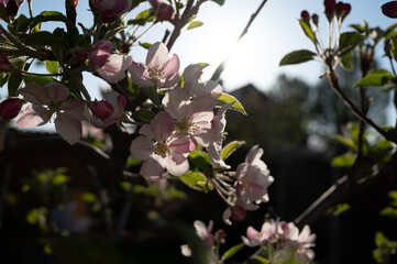 Spring blossom of apple tree, orchards with pink apple fruit flowers