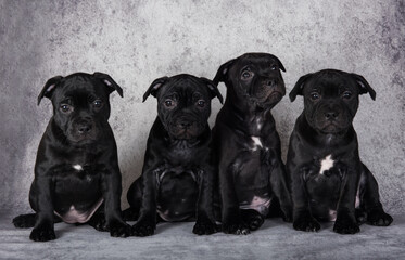 Obraz premium Black American Staffordshire Bull Terrier dogs puppies on gray background