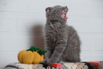 A cat on a white background yawns near a knitted small pumpkin