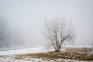 Trees covered by hoar frost in Twizel, New Zealand.