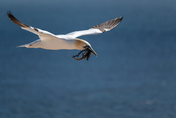 Basstölpel im Flug mit Brautgeschenk auf der Suche nach der Partnerin.