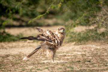 Tawny eagle or Aquila rapax bird of prey with full wingspan and beautiful wings display pattern closeup in natural green background at tal chhapar sanctuary rajasthan India asia
