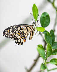 Lime Butterfly on a lime tree