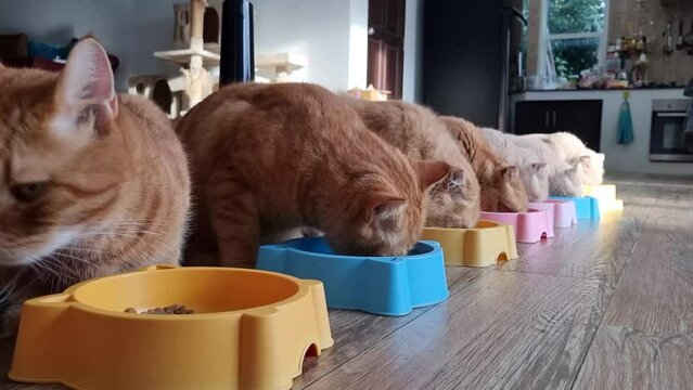 Many cats are eating delicious food. without quarreling, after the owner feeds it.
