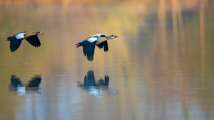 Ein Nilganspaar im Flug