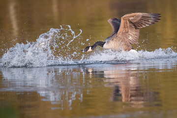 Fototapeta premium Eine Kanadagans bei der Wasserlandung