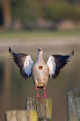 Eine Nilgans schlägt ihre Schwingen