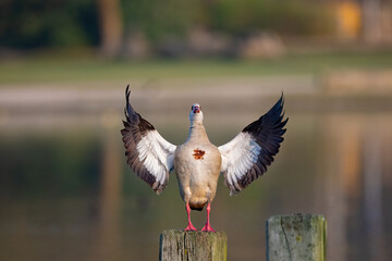 Eine Nilgans schlägt ihre Schwingen