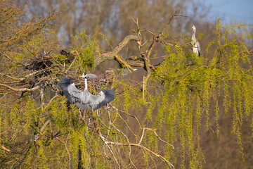 Eine Graureiher Kolonie