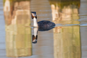 Ein Haubentaucher spiegelt sich im Wasser