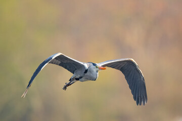 Ein Graureiher im Flug