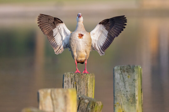 Eine Nilgans schl&auml;gt ihre Schwingen
