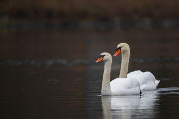 Ein Höckerschwanenpaar