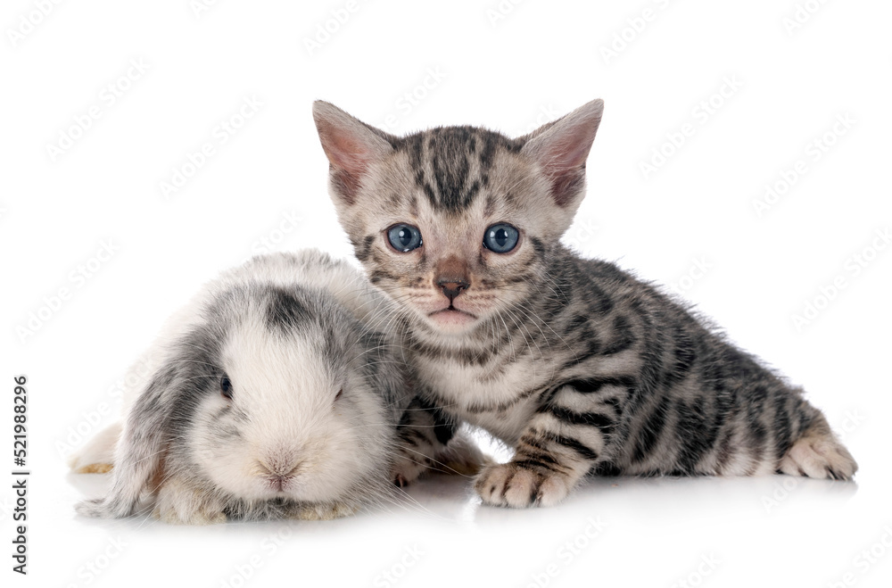 Sticker mini lop and bengal kitten