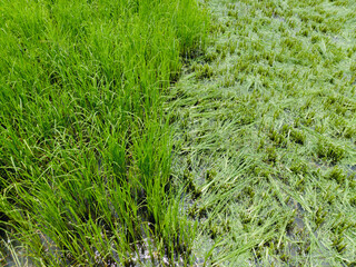 Rice plants with young leaves and shoots removed to prevent diseases, insects and pests in the rice fields. Control the length of the rice leaves