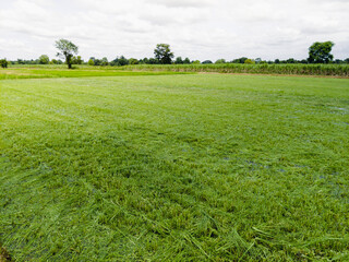 Rice plants with young leaves and shoots removed to prevent diseases, insects and pests in the rice fields. Control the length of the rice leaves