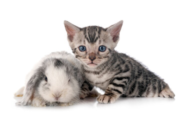 Fototapeta na wymiar mini lop and bengal kitten