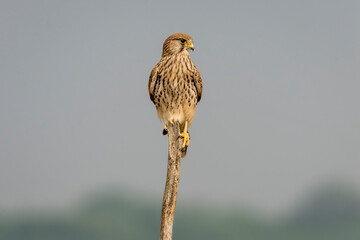Common kestrel or european kestrel or Falco tinnunculus bird portrait perched on branch during winter migration at Blackbuck National Park Velavadar gujrat india asia