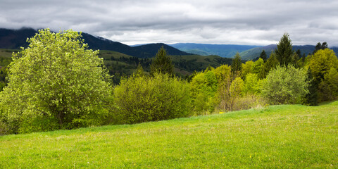 beautiful nature scenery in spring. countryside landscape in the carpathian mountains with fresh green meadows and coniferous forest. overcast sky above the distant ridge