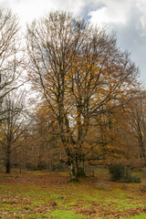 Obraz premium Autumnal landscape in the Sierra de Urbasa, Foral Community of Navarra. Spain