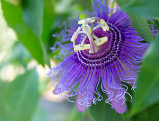 passion flower in la mortella garden ischia