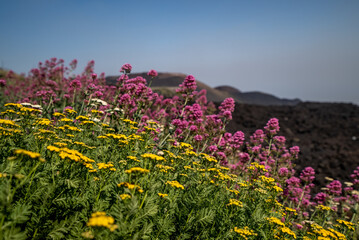 Obraz premium Mount Etna Wildflowers
