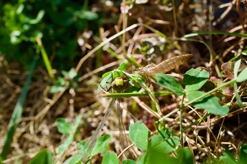 Dragon-fly with Pupa