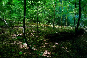 trees in the forest with deadwood