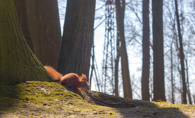 Red-haired little squirrel sits near a tree in a city park on a sunny day