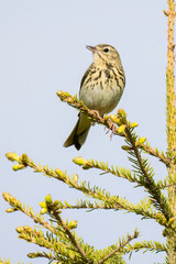 Tree pipit