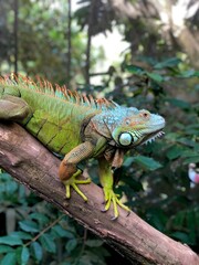 iguana on a branch