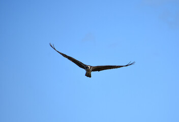 Wings Outstretched on a Flying Osprey in the Sky