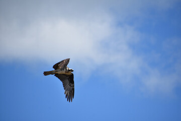 Beautiful Flying Osprey Bird on a Summer Day
