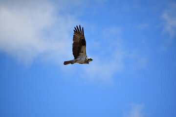 Flying Osprey With Feathered Wings Stretched in Flight