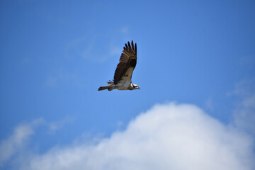 Osprey With Wings Outstretched and Spread in Flight