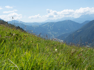 Fototapeta premium alpine meadow in summer