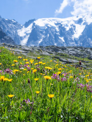 Fototapeta premium flowers in the mountains
