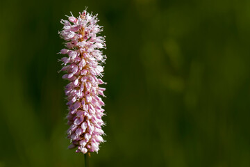 Val Masino (Lombardia, Italia)
