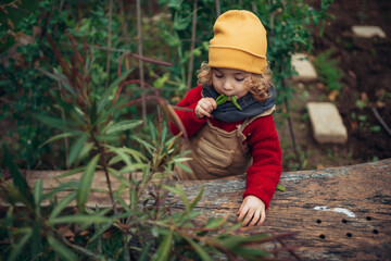 Little girl eating harvested organic peas in eco garden, sustainable lifestyle concept.