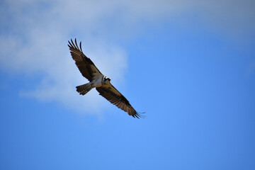 Underside of an Osprey Bird Flying in the Sky