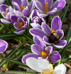 Purple blue crocus flowers in  garden. A bumblebee collects pollen from a blooming flower. Сrocuses flowering on a crocus meadow in spring