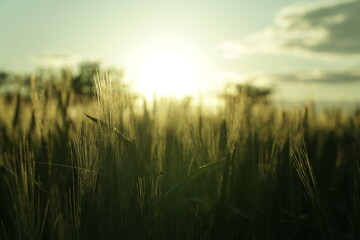 counter light. wheat in the sunset. beautiful. 