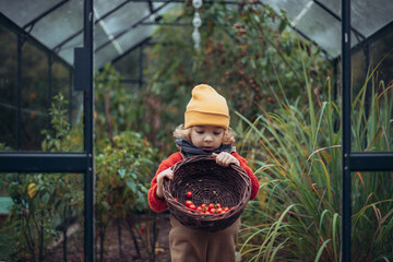 Little girl harvesting bio tomatoes in her basket in family greenhouse. Autumn atmosphere.