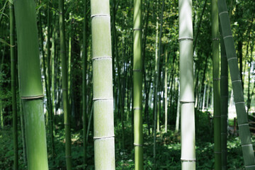 Fototapeta premium 竹 竹林