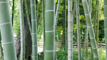 Fototapeta premium 竹 竹林