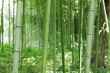Fototapeta premium 竹 竹林