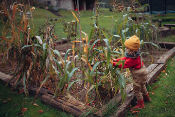 Little girl in autumn clothes harvesting bio tomatoes in family garden.
