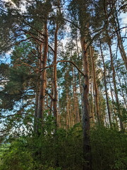 Nordic pine forest in evening light.